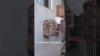 Cada coisa em kkkkk #passaros #passaros #coleirosolto #aves