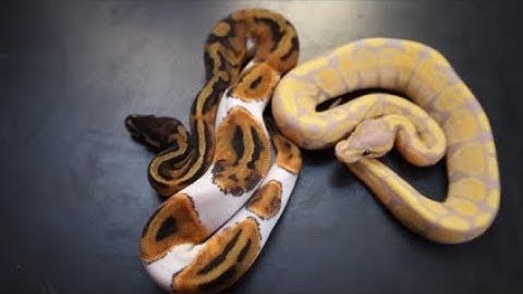 Is the ball python market dead?