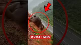 5 Animals That Had the Worst Timing Ever