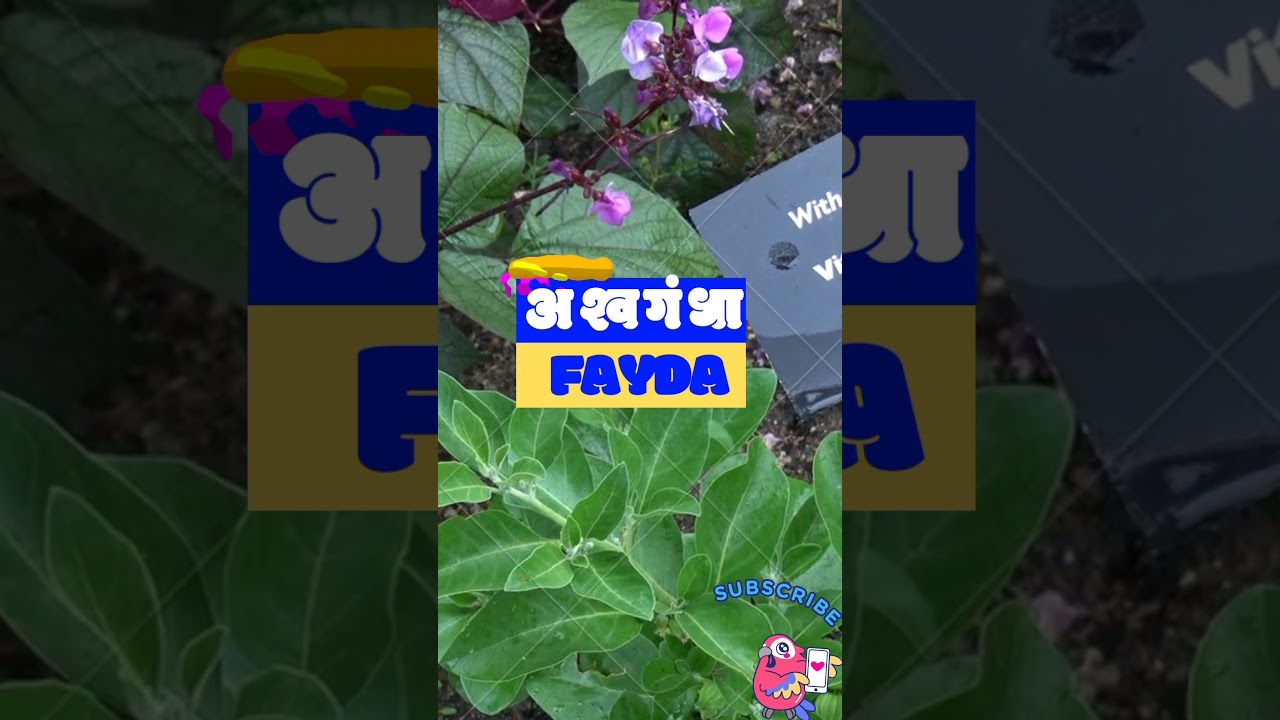 Ashwagandha (अश्वगंधा) के अद्भुत फायदे 