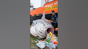 Ocean Giant Saved: Sunfish Freed from Plastic Debris #sealife #animalwelfare