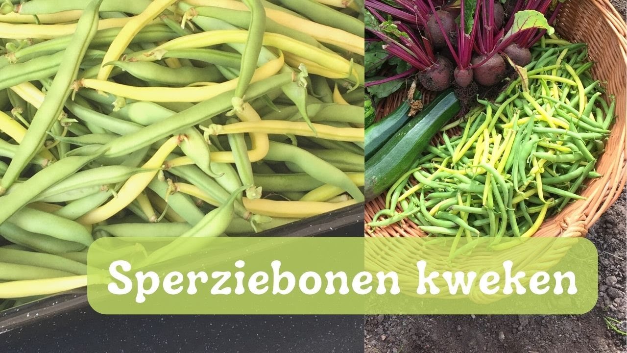 SPERZIEBONEN ZAAIEN & MOESTUIN TIPS | Sperziebonen Kweken in een Groenten tuin aan huis.