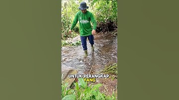 Beginilah 3 perangkap lalat buah,Apakah sahabat tani ada yang pernah coba? #lalatbuah #hamatanaman