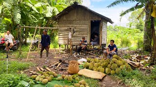 Harvest Durian Fruit in the Forest of Kalimantan, Amazing Skills to Climb Big Durian Trees - PART 2