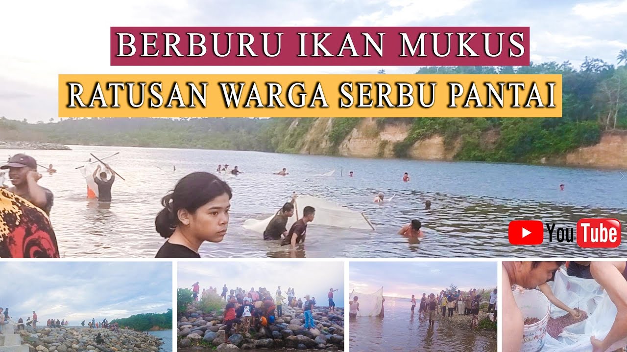 BERBURU IKAN MUKUS LANGKA RATUSAN WARGA SERBU PANTAI IPUH