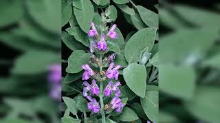 Sauge Salvia Officinalis - Description, Apparence, Exigences, Culture Et Soins