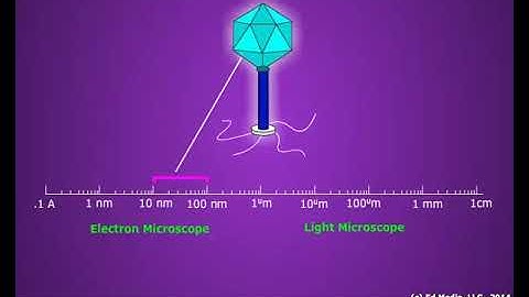 Cell Size, Shape and Number
