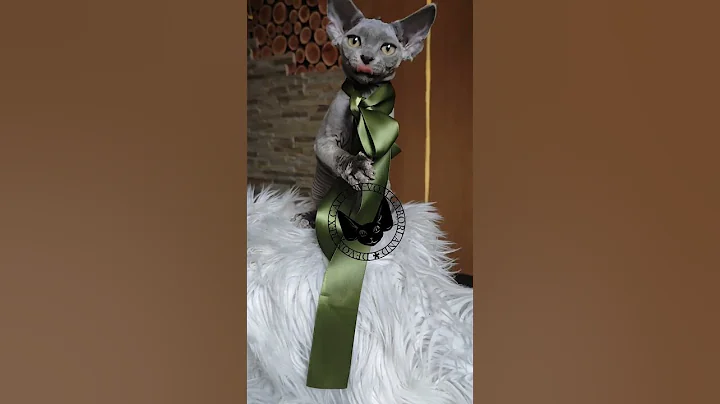 Video 10916521: devon rex cat kitten, cute devon rex kitten, devon rex cat funny, animal cat pet kitten