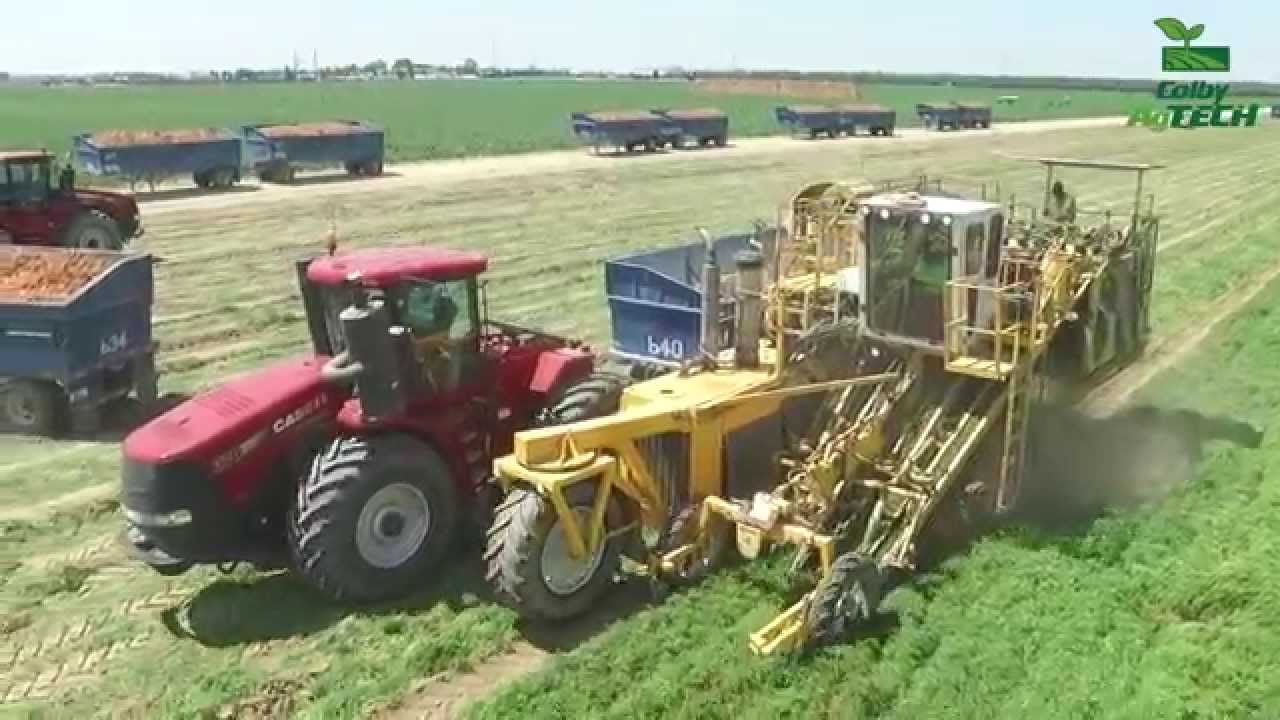 Carrot Harvesting Central California thechadcolby