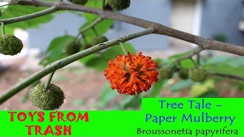 Paper Mulberry | English - DayDayNews