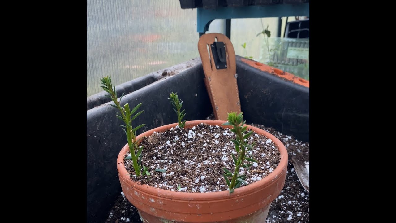 How to take Yew cuttings