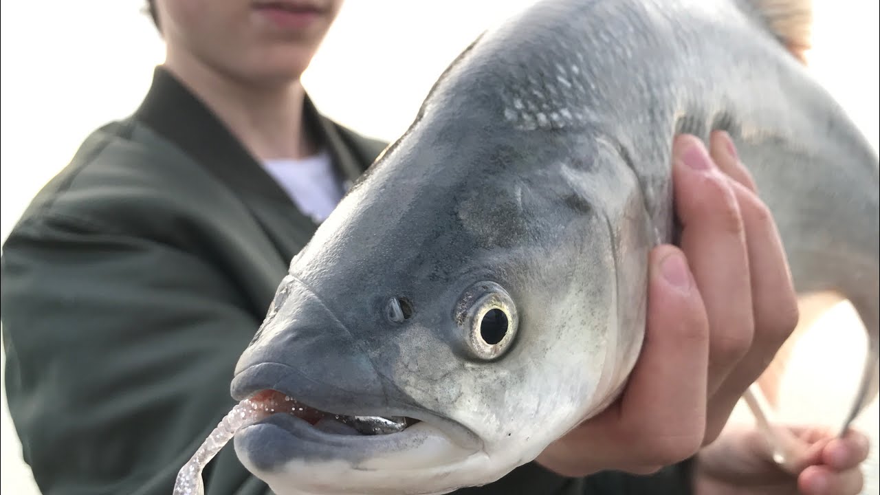 Trip to Hungary,April 2017, Fishing Lake Balaton