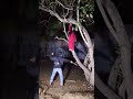 hantu merah di pohon besar😄😄