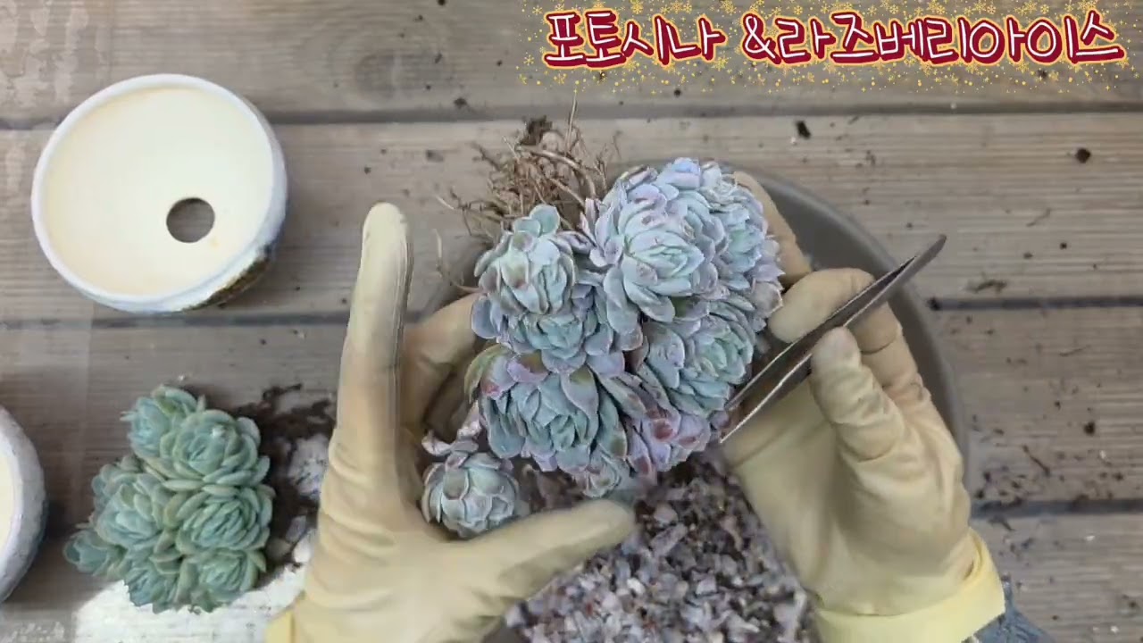 26.02.23.포토시나&라즈베리아이스 식재해요 