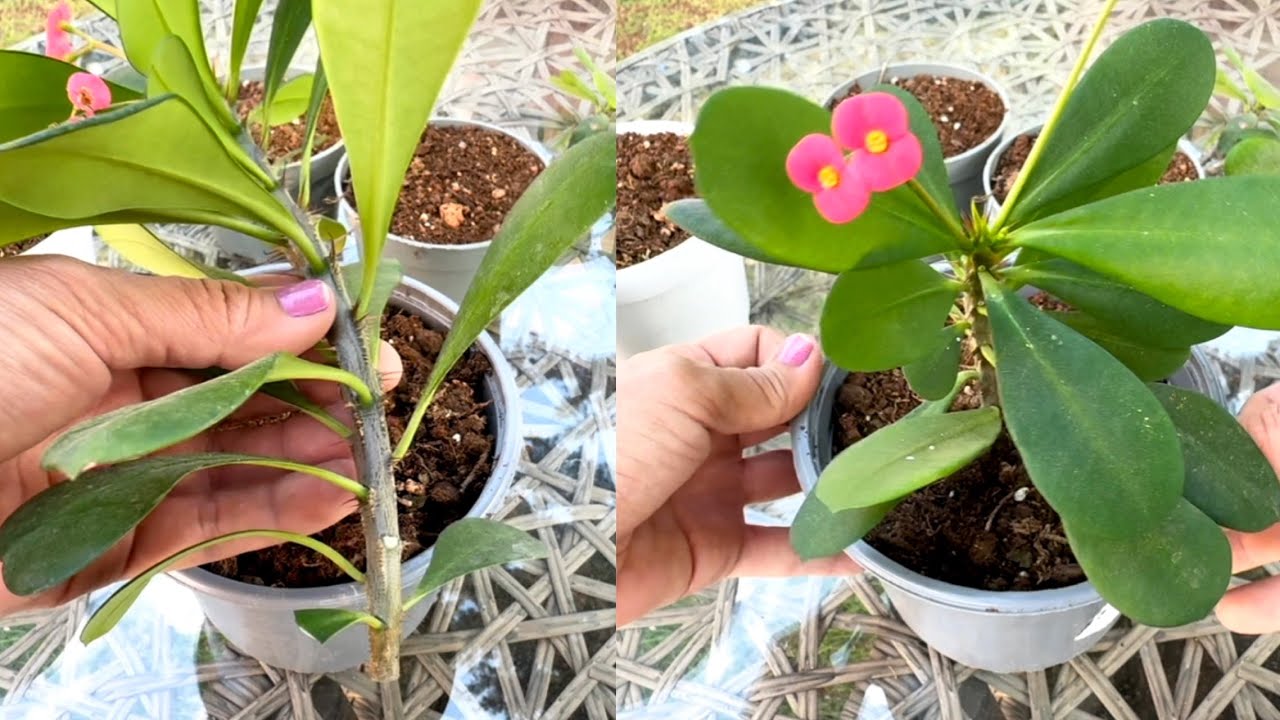 DİKENLER TACI Nasıl Kolay Çoğaltılır‼️Milli çiçeği çoğaltma‼️#dikenlertacı #milliçiçeği