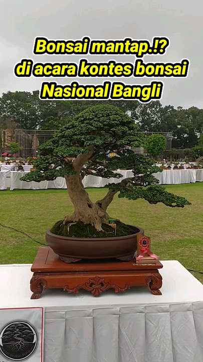 Bonsai sancang istimewah di acara kontes bonsai nasinal di Bali