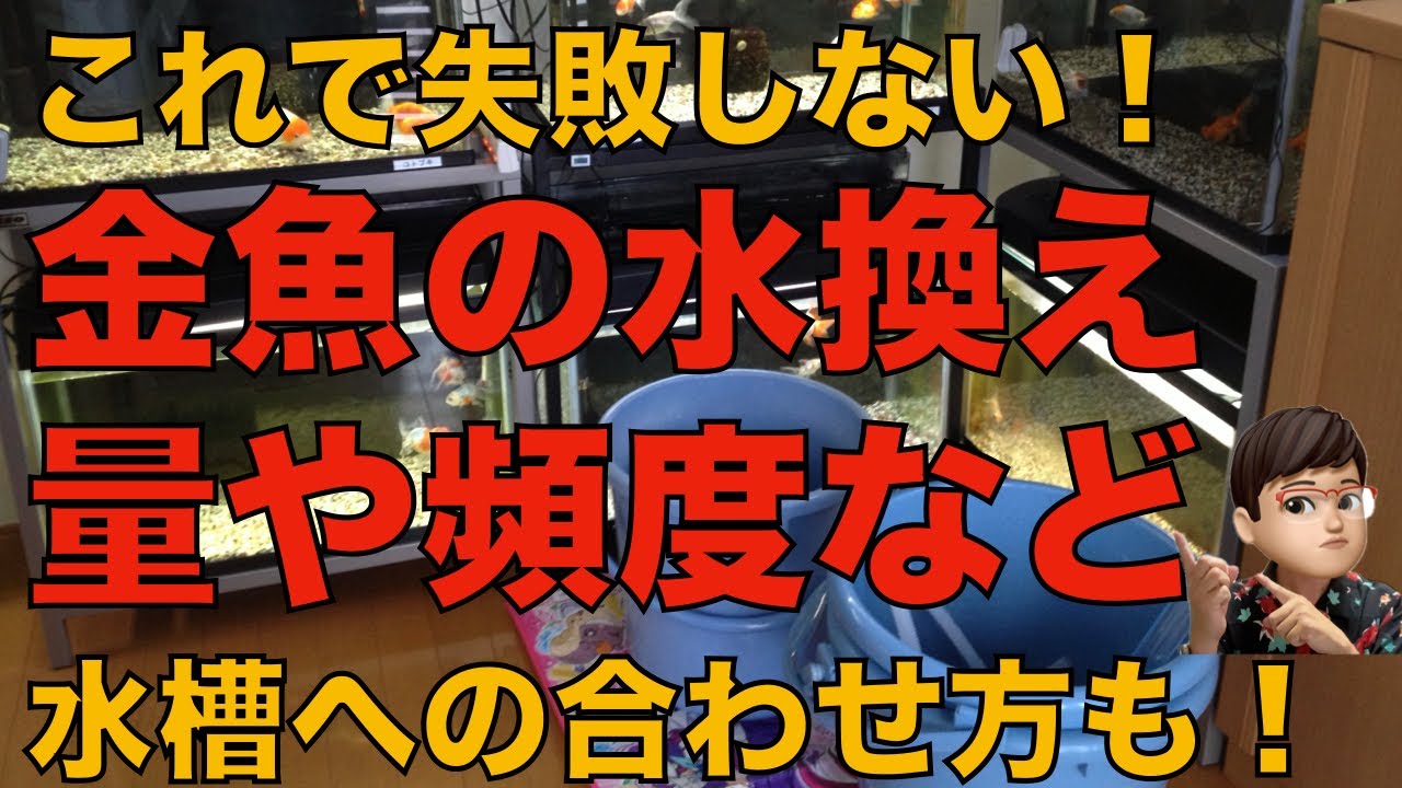 失敗しない金魚の水換えの方法、頻度や量、注意点など網羅的に解説します