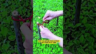 The Art of Removing the Puzzle Ring #iqtest #brainlearning #puzzle #iq #puzzlegame #tips