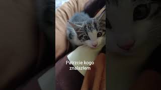 #kotek