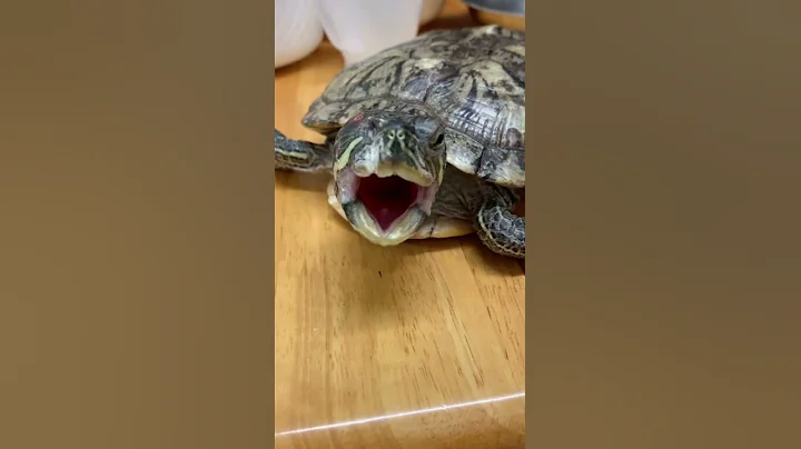 捡回家的巴西龟打呵欠！My turtle were yawning after the hibernation. - 天天要闻