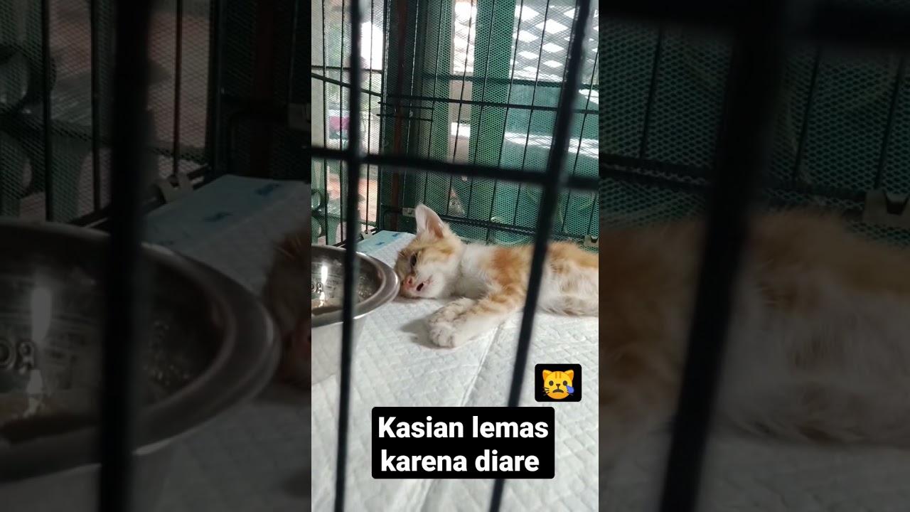Anak kucing lemas kena diare 😭😭