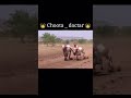 Sultan Naadekchfaktbailgadasharyat Lavatakhat Youtubeshorts Bailgada Shorts Viral 