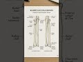 Radius and ulna osteology #anatomy #osteology #bones
