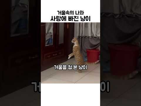 거울속의 나와 사랑에 빠진 냥이 #냥춘기 thumbnail