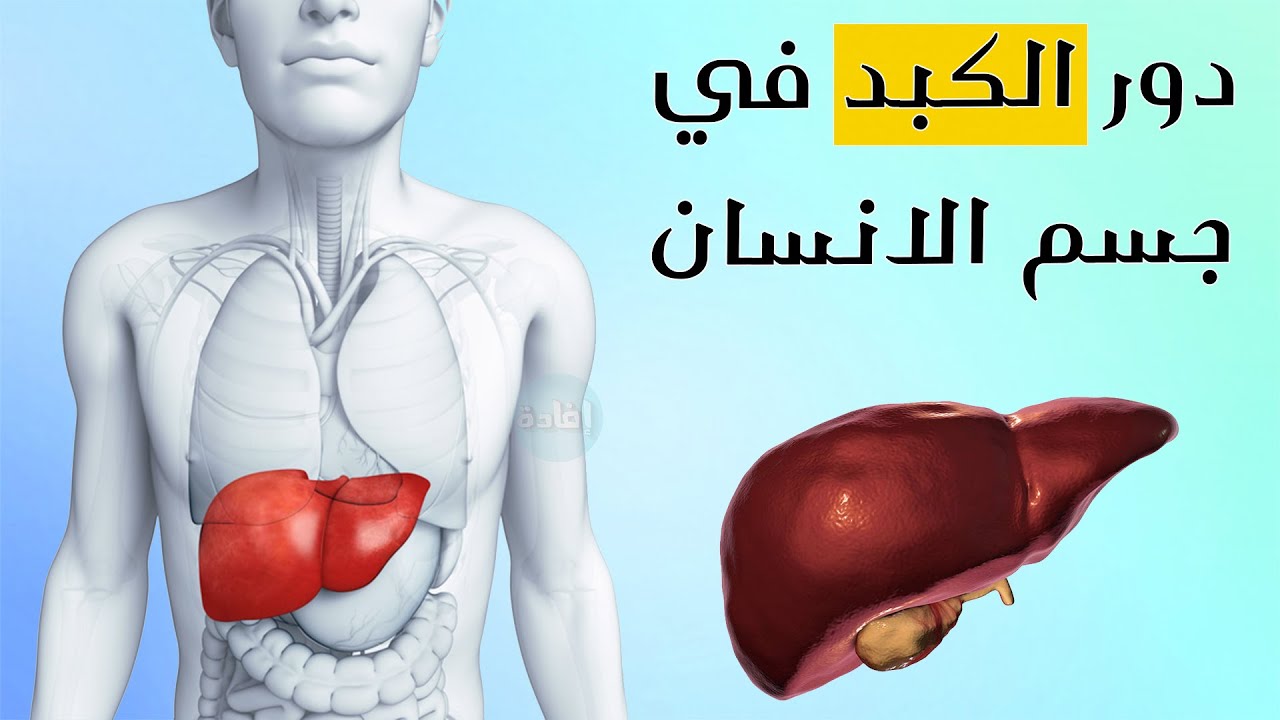 مكان الكبد في الجسم