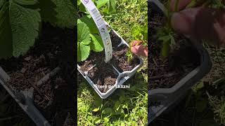 Jak Na Množení Jahod?