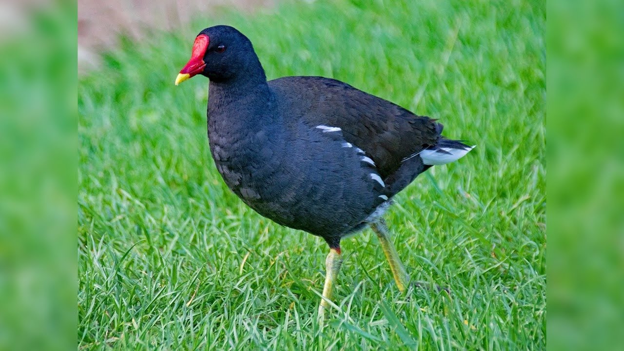 Galinha-d'água ou frango-d'água ou rabiscoelha | Gallinula chloropus | Passaros brasileiros