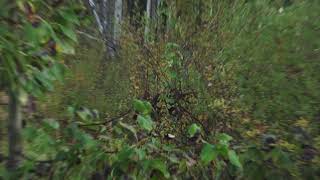 Walk Soft Talk Soft screenshot 1