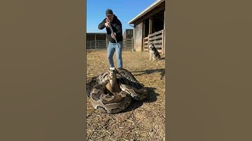 ⚠️Farmer Faces Off with Python Attacking Goat! #animalrescue #animals #rescue