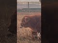 Why are you so cute? #fluffy #cuteanimals #cuteanimalvideo #funnyanimals #farmanimals #highlandcows