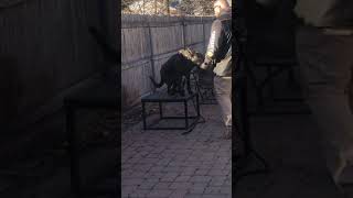 Bergen County Dog Training New Jersey Dog Training Lion The Dutch Shepherd Obedience