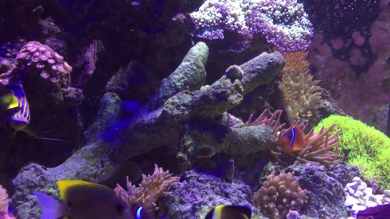 camera iphone 8 plus apk New Regal after 1 week in the tank...