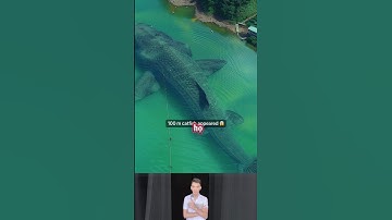 Sự thật về sinh vật biển khổng lồ mà về tinh quét được trên biển