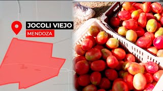 LA INFLACIÓN DEL TOMATE: Los productores cobran $1.200 el cajón de 20 kilos
