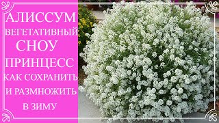 видео: Об этом цветке мечтает каждый. Он затмит даже петунию. Алиссум Сноу Принцесс. Как сохранить зимой. картинка: Об этом цветке мечтает каждый. Он затмит даже петунию. Алиссум Сноу Принцесс. Как сохранить зимой.