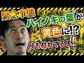 【ハイノキの枝が枯れてきた】ハイノキの上手な育て方