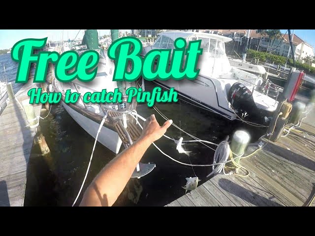 How to catch Pinfish in Islamorada using pinfish traps! Where to find  places to catch Pinfish! 