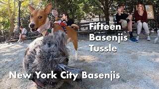 Fifteen Basenjis Wrestle and Run by New York City Basenjis 738 views 7 months ago 4 minutes, 4 seconds