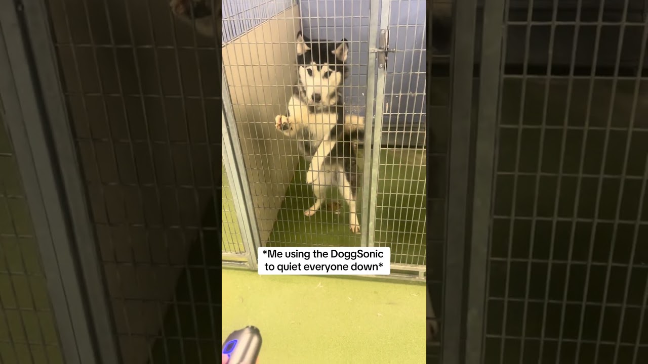 Did I Really Find a Solution to Barking?