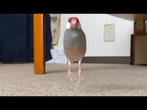 飼い主目掛けて走ってくる文鳥  あずき  java sparrow