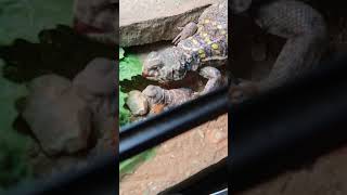Lizard Sees Her Babies First Time