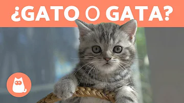 ¿Los gatos machos o hembras viven más?