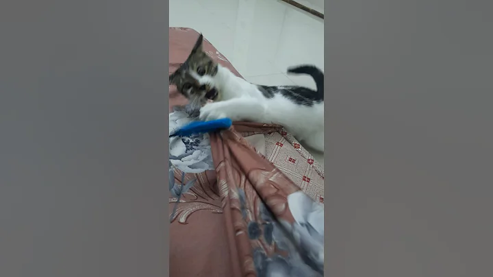 Video 11296721: cat kitten animation meow, funny cats kittens meowing