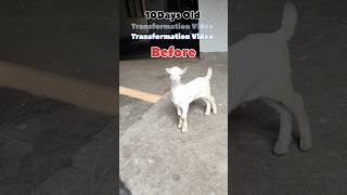 🔥Best Transformation Of Deshi Goat #goat #serohibakre #beautifullgoats #whitegoat #animals 🔥🔥