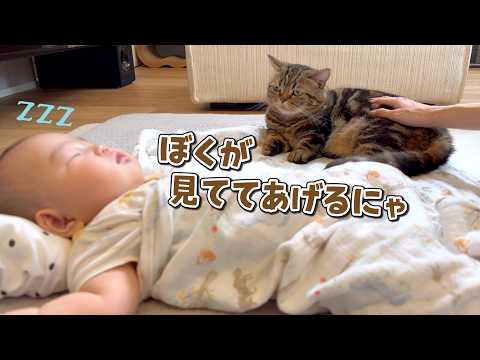 急に赤ちゃんの子守りに目覚めた弟猫が可愛すぎる！