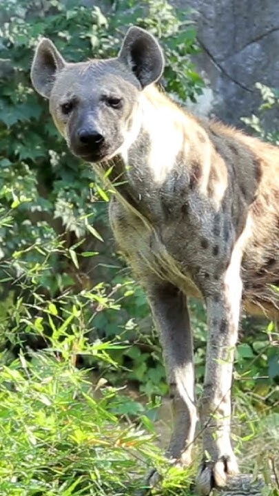 hyena bite force #wildanimals #shorts - YouTube